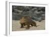 Galapagos Land Iguana, North Seymour Island Galapagos Islands, Ecuador-Pete Oxford-Framed Photographic Print