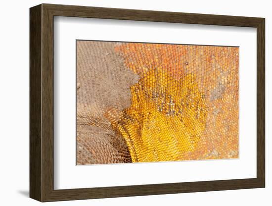 Galapagos land iguana skin and scales close-up, Galapagos-Tui De Roy-Framed Photographic Print