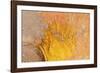 Galapagos land iguana skin and scales close-up, Galapagos-Tui De Roy-Framed Photographic Print