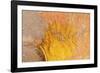 Galapagos land iguana skin and scales close-up, Galapagos-Tui De Roy-Framed Photographic Print