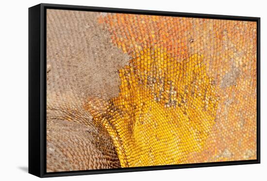 Galapagos land iguana skin and scales close-up, Galapagos-Tui De Roy-Framed Stretched Canvas