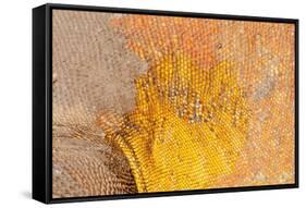 Galapagos land iguana skin and scales close-up, Galapagos-Tui De Roy-Framed Stretched Canvas