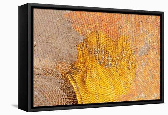 Galapagos land iguana skin and scales close-up, Galapagos-Tui De Roy-Framed Stretched Canvas