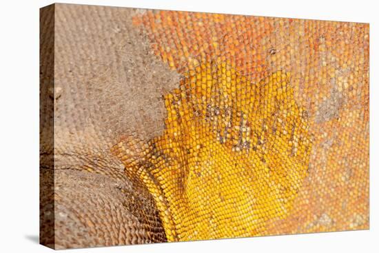 Galapagos land iguana skin and scales close-up, Galapagos-Tui De Roy-Stretched Canvas