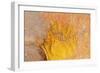 Galapagos land iguana skin and scales close-up, Galapagos-Tui De Roy-Framed Photographic Print