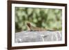 Galapagos Lava Lizard (Microlophus Albemarlensis)-G and M Therin-Weise-Framed Photographic Print