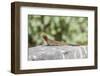Galapagos Lava Lizard (Microlophus Albemarlensis)-G and M Therin-Weise-Framed Photographic Print