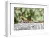 Galapagos Lava Lizard (Microlophus Albemarlensis)-G and M Therin-Weise-Framed Photographic Print