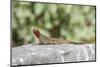 Galapagos Lava Lizard (Microlophus Albemarlensis)-G and M Therin-Weise-Mounted Photographic Print