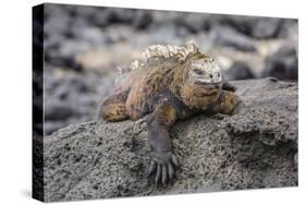 Galapagos Marine Iguana (Amblyrhynchus Cristatus) Basking in Puerto Egas-Michael Nolan-Stretched Canvas