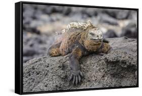 Galapagos Marine Iguana (Amblyrhynchus Cristatus) Basking in Puerto Egas-Michael Nolan-Framed Stretched Canvas