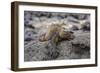 Galapagos Marine Iguana (Amblyrhynchus Cristatus) Basking in Puerto Egas-Michael Nolan-Framed Photographic Print