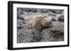 Galapagos Marine Iguana (Amblyrhynchus Cristatus) Basking in Puerto Egas-Michael Nolan-Framed Photographic Print