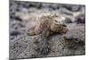 Galapagos Marine Iguana (Amblyrhynchus Cristatus) Basking in Puerto Egas-Michael Nolan-Mounted Photographic Print