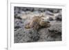 Galapagos Marine Iguana (Amblyrhynchus Cristatus) Basking in Puerto Egas-Michael Nolan-Framed Photographic Print