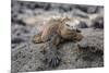 Galapagos Marine Iguana (Amblyrhynchus Cristatus) Basking in Puerto Egas-Michael Nolan-Mounted Photographic Print