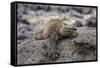 Galapagos Marine Iguana (Amblyrhynchus Cristatus) Basking in Puerto Egas-Michael Nolan-Framed Stretched Canvas