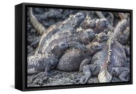 Galapagos Marine Iguana (Amblyrhynchus Cristatus) Basking in Puerto Egas-Michael Nolan-Framed Stretched Canvas