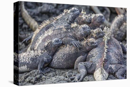 Galapagos Marine Iguana (Amblyrhynchus Cristatus) Basking in Puerto Egas-Michael Nolan-Stretched Canvas