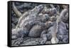 Galapagos Marine Iguana (Amblyrhynchus Cristatus) Basking in Puerto Egas-Michael Nolan-Framed Stretched Canvas