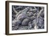 Galapagos Marine Iguana (Amblyrhynchus Cristatus) Basking in Puerto Egas-Michael Nolan-Framed Photographic Print