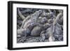 Galapagos Marine Iguana (Amblyrhynchus Cristatus) Basking in Puerto Egas-Michael Nolan-Framed Photographic Print