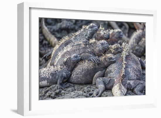 Galapagos Marine Iguana (Amblyrhynchus Cristatus) Basking in Puerto Egas-Michael Nolan-Framed Photographic Print