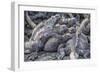 Galapagos Marine Iguana (Amblyrhynchus Cristatus) Basking in Puerto Egas-Michael Nolan-Framed Photographic Print