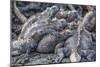 Galapagos Marine Iguana (Amblyrhynchus Cristatus) Basking in Puerto Egas-Michael Nolan-Mounted Photographic Print