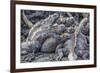 Galapagos Marine Iguana (Amblyrhynchus Cristatus) Basking in Puerto Egas-Michael Nolan-Framed Photographic Print