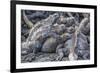 Galapagos Marine Iguana (Amblyrhynchus Cristatus) Basking in Puerto Egas-Michael Nolan-Framed Photographic Print