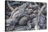 Galapagos Marine Iguana (Amblyrhynchus Cristatus) Basking in Puerto Egas-Michael Nolan-Stretched Canvas