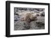 Galapagos Marine Iguana (Amblyrhynchus Cristatus) Basking in Puerto Egas-Michael Nolan-Framed Photographic Print