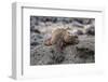 Galapagos Marine Iguana (Amblyrhynchus Cristatus) Basking in Puerto Egas-Michael Nolan-Framed Photographic Print