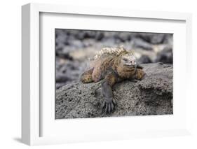 Galapagos Marine Iguana (Amblyrhynchus Cristatus) Basking in Puerto Egas-Michael Nolan-Framed Photographic Print