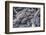 Galapagos Marine Iguana (Amblyrhynchus Cristatus) Basking in Puerto Egas-Michael Nolan-Framed Photographic Print