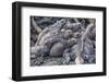 Galapagos Marine Iguana (Amblyrhynchus Cristatus) Basking in Puerto Egas-Michael Nolan-Framed Photographic Print