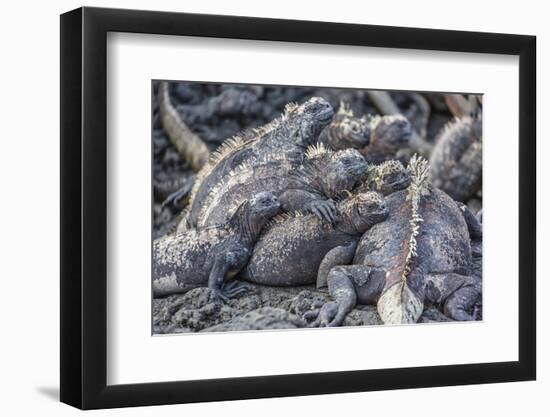 Galapagos Marine Iguana (Amblyrhynchus Cristatus) Basking in Puerto Egas-Michael Nolan-Framed Premium Photographic Print