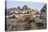 Galapagos Marine Iguana (Amblyrhynchus Cristatus) Basking in Urbina Bay-Michael Nolan-Stretched Canvas