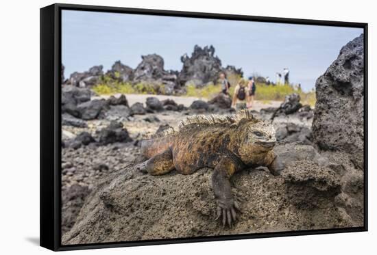 Galapagos Marine Iguana (Amblyrhynchus Cristatus) Basking in Urbina Bay-Michael Nolan-Framed Stretched Canvas