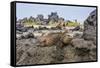 Galapagos Marine Iguana (Amblyrhynchus Cristatus) Basking in Urbina Bay-Michael Nolan-Framed Stretched Canvas