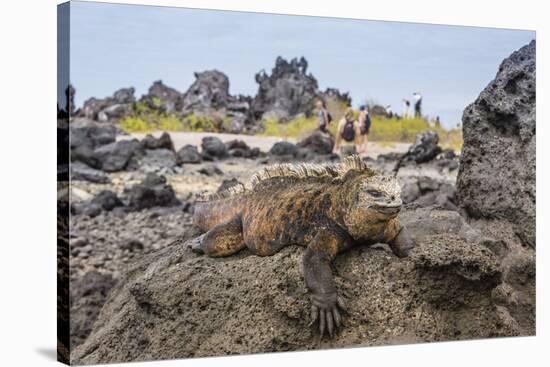 Galapagos Marine Iguana (Amblyrhynchus Cristatus) Basking in Urbina Bay-Michael Nolan-Stretched Canvas