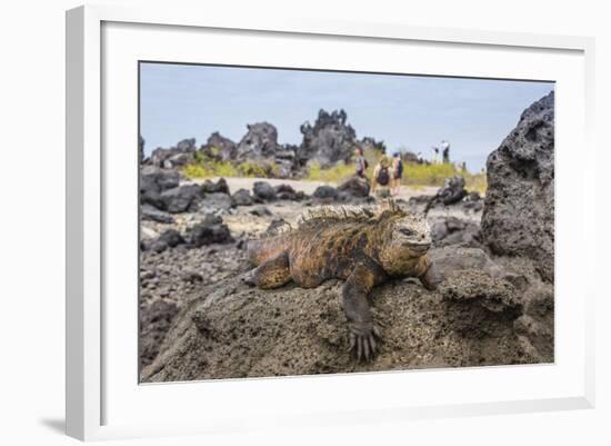 Galapagos Marine Iguana (Amblyrhynchus Cristatus) Basking in Urbina Bay-Michael Nolan-Framed Photographic Print