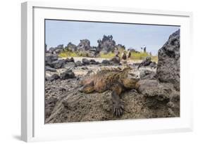 Galapagos Marine Iguana (Amblyrhynchus Cristatus) Basking in Urbina Bay-Michael Nolan-Framed Photographic Print