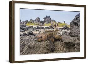 Galapagos Marine Iguana (Amblyrhynchus Cristatus) Basking in Urbina Bay-Michael Nolan-Framed Photographic Print