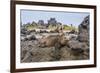 Galapagos Marine Iguana (Amblyrhynchus Cristatus) Basking in Urbina Bay-Michael Nolan-Framed Photographic Print