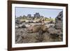 Galapagos Marine Iguana (Amblyrhynchus Cristatus) Basking in Urbina Bay-Michael Nolan-Framed Photographic Print