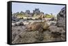 Galapagos Marine Iguana (Amblyrhynchus Cristatus) Basking in Urbina Bay-Michael Nolan-Framed Stretched Canvas