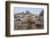 Galapagos Marine Iguana (Amblyrhynchus Cristatus) Basking in Urbina Bay-Michael Nolan-Framed Photographic Print