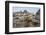 Galapagos Marine Iguana (Amblyrhynchus Cristatus) Basking in Urbina Bay-Michael Nolan-Framed Photographic Print